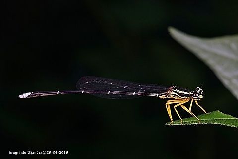 Yellow Bush Dart - Male, Copera marginipes Sp, family of Platycnemididae  Copera marginipes,Fall,Geotagged,Indonesia,Yellow bush dart