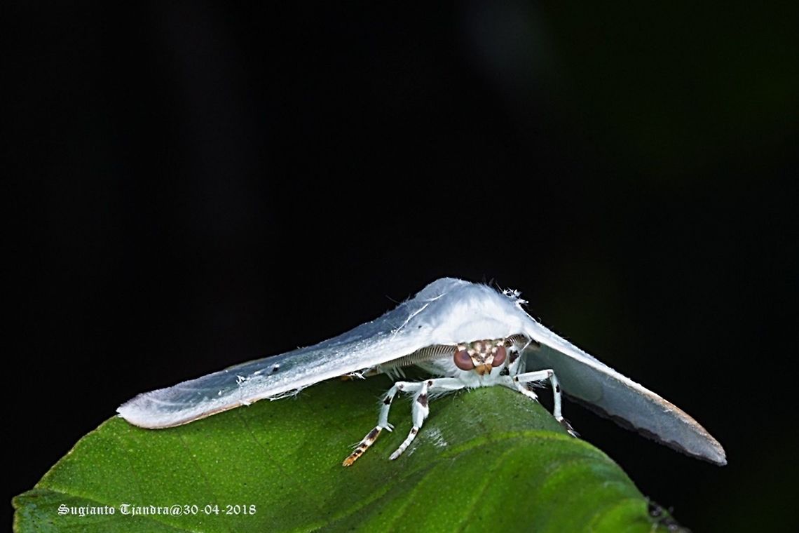 White Moth  Fall,Geotagged,Indonesia