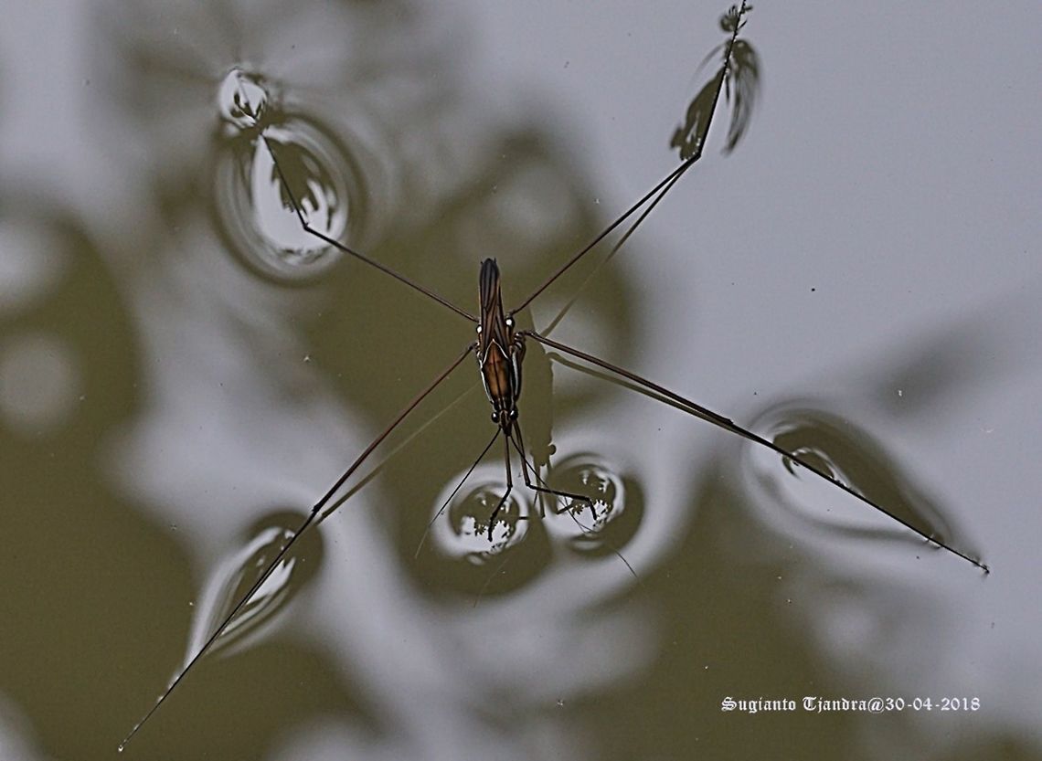 Water Striders, Gerridae  Fall,Geotagged,Indonesia