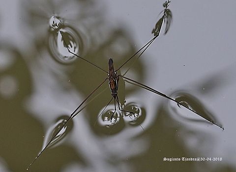 Water Striders, Gerridae  Fall,Geotagged,Indonesia
