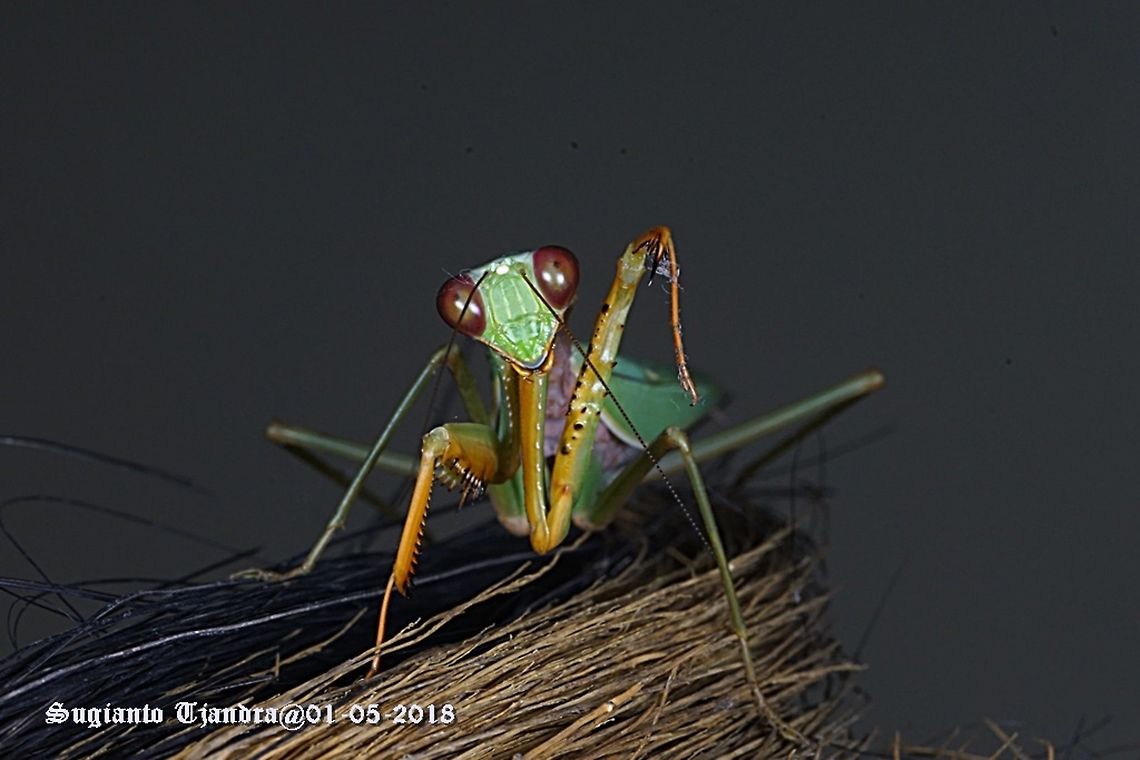 Praying Mantis/Giant Asian Mantis, Hierodula sp.  Fall,Geotagged,Giant Asian mantis,Hierodula patellifera,Indonesia