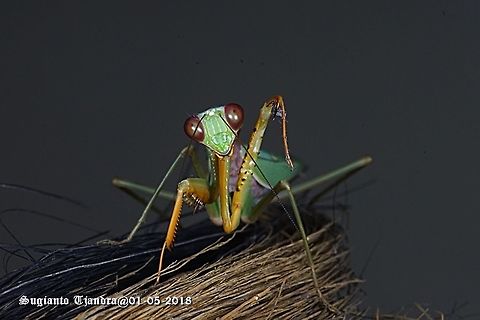Praying Mantis/Giant Asian Mantis, Hierodula sp.  Fall,Geotagged,Giant Asian mantis,Hierodula patellifera,Indonesia