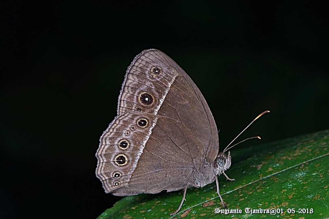 Dark Grass Brown Butterfly, Orsotriaena medus cinerea  Dark grass-brown,Fall,Geotagged,Indonesia,Orsotriaena medus
