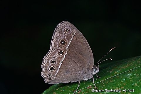Dark Grass Brown Butterfly, Orsotriaena medus cinerea  Dark grass-brown,Fall,Geotagged,Indonesia,Orsotriaena medus