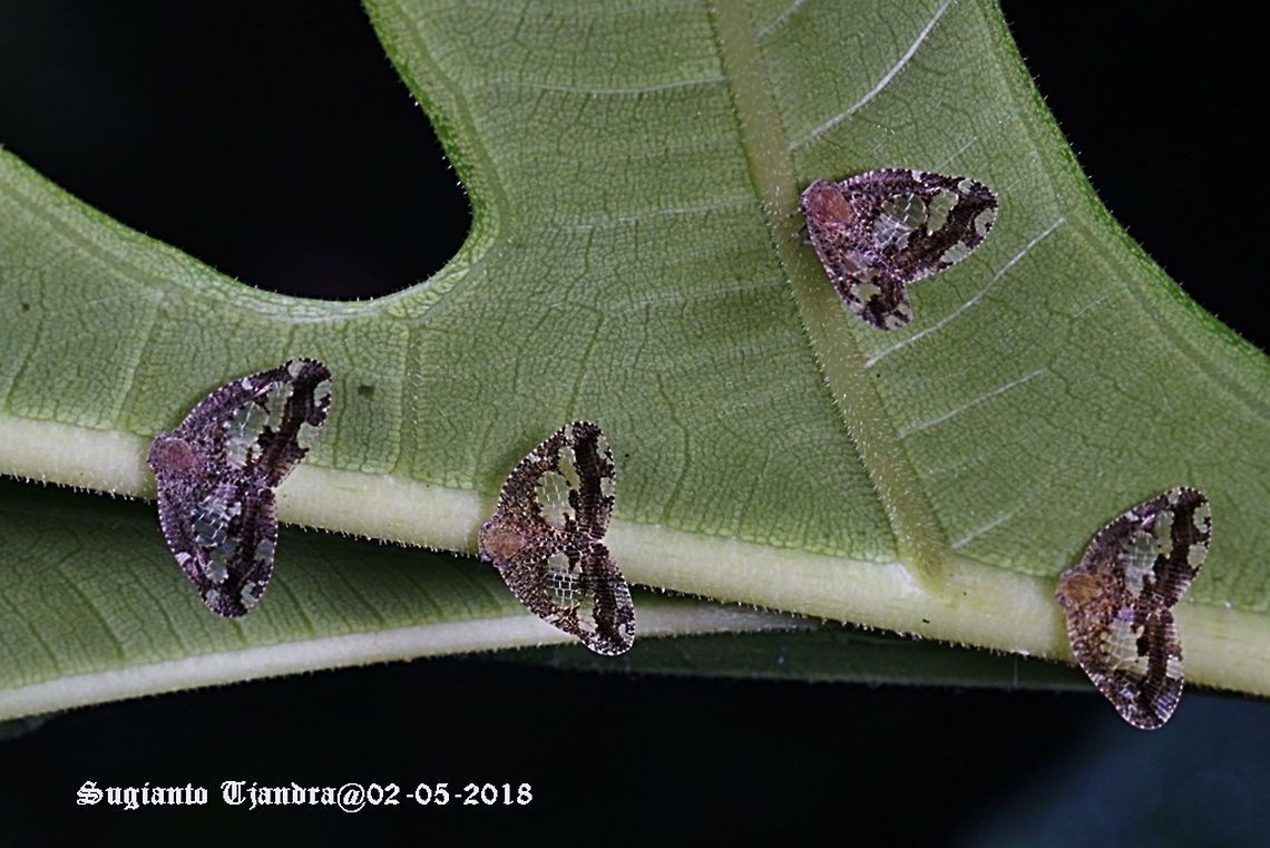 Black Planthopper - Ricania Speculum  Fall,Geotagged,Indonesia,Ricania speculum,Ricaniid Planthopper