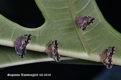 Black Planthopper - Ricania Speculum  Fall,Geotagged,Indonesia,Ricania speculum,Ricaniid Planthopper