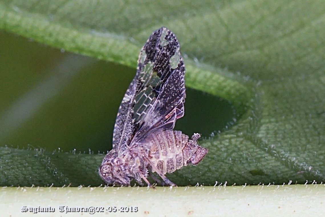 Black Planthopper - Ricania Speculum  Fall,Geotagged,Indonesia,Ricania speculum,Ricaniid Planthopper