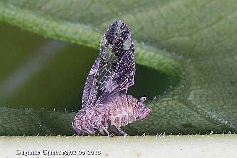 Black Planthopper - Ricania Speculum  Fall,Geotagged,Indonesia,Ricania speculum,Ricaniid Planthopper