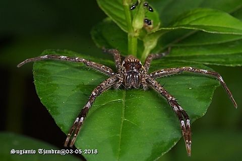 Wandering Spider, Ctenidae Sp. (???)  Fall,Geotagged,Indonesia