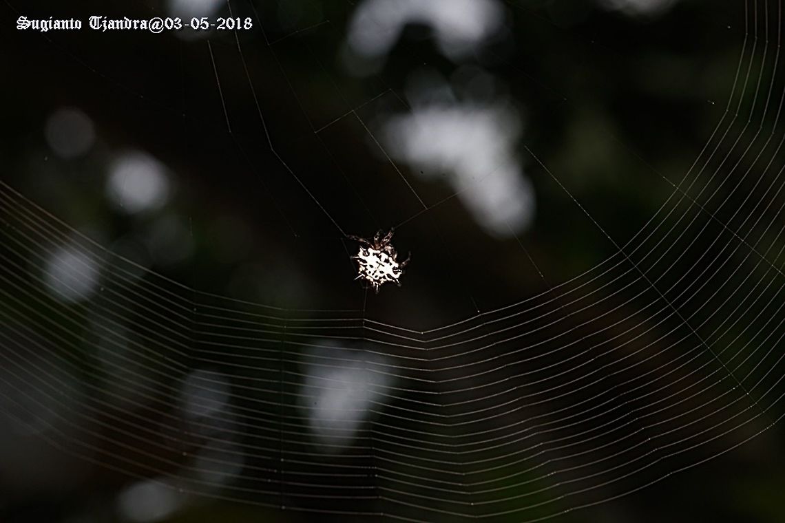 Gasteracantha kuhlii (Black-and-white spiny spider)  Black-and-White Spiny Spider,Fall,Gasteracantha kuhlii,Geotagged,Indonesia