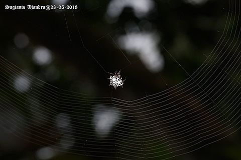 Gasteracantha kuhlii (Black-and-white spiny spider)  Black-and-White Spiny Spider,Fall,Gasteracantha kuhlii,Geotagged,Indonesia