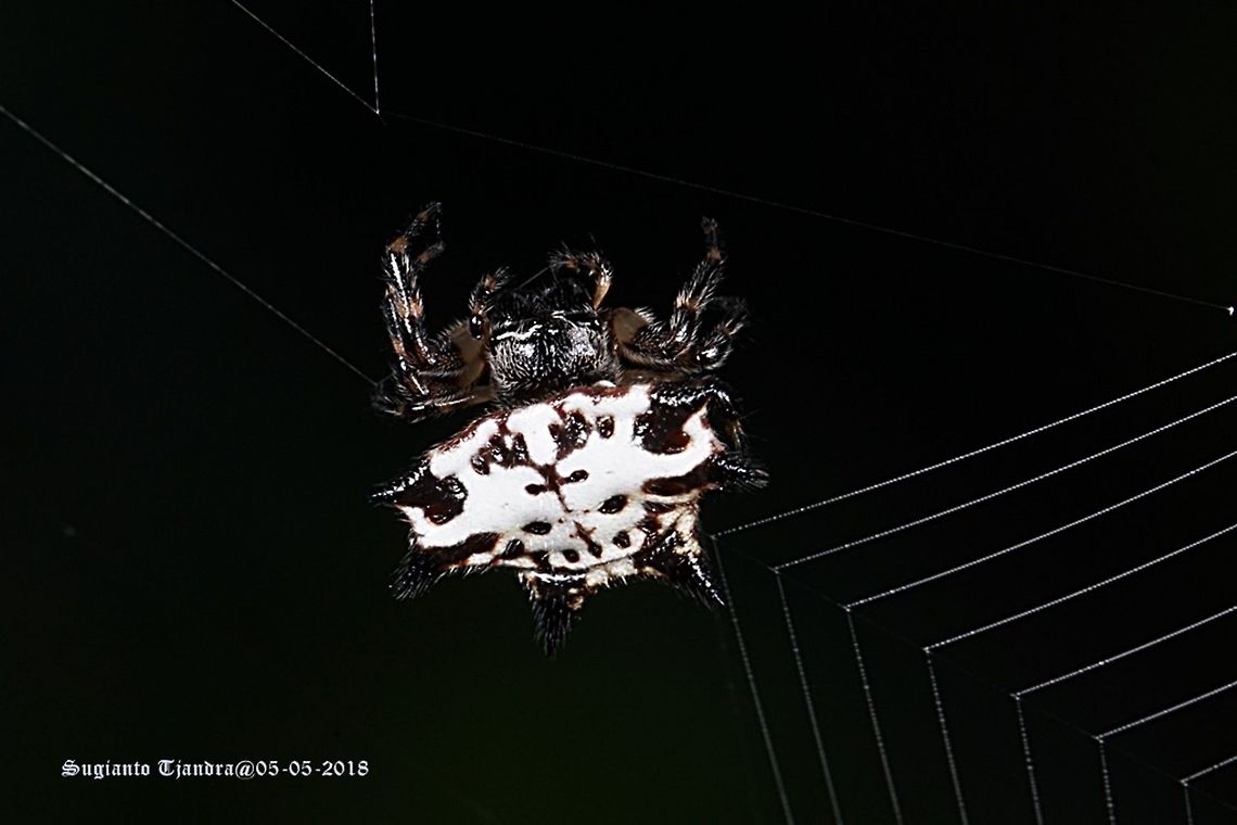 Gasteracantha kuhlii (Black-and-white spiny spider)  Black-and-White Spiny Spider,Fall,Gasteracantha kuhlii,Geotagged,Indonesia
