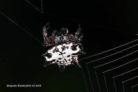 Gasteracantha kuhlii (Black-and-white spiny spider)  Black-and-White Spiny Spider,Fall,Gasteracantha kuhlii,Geotagged,Indonesia