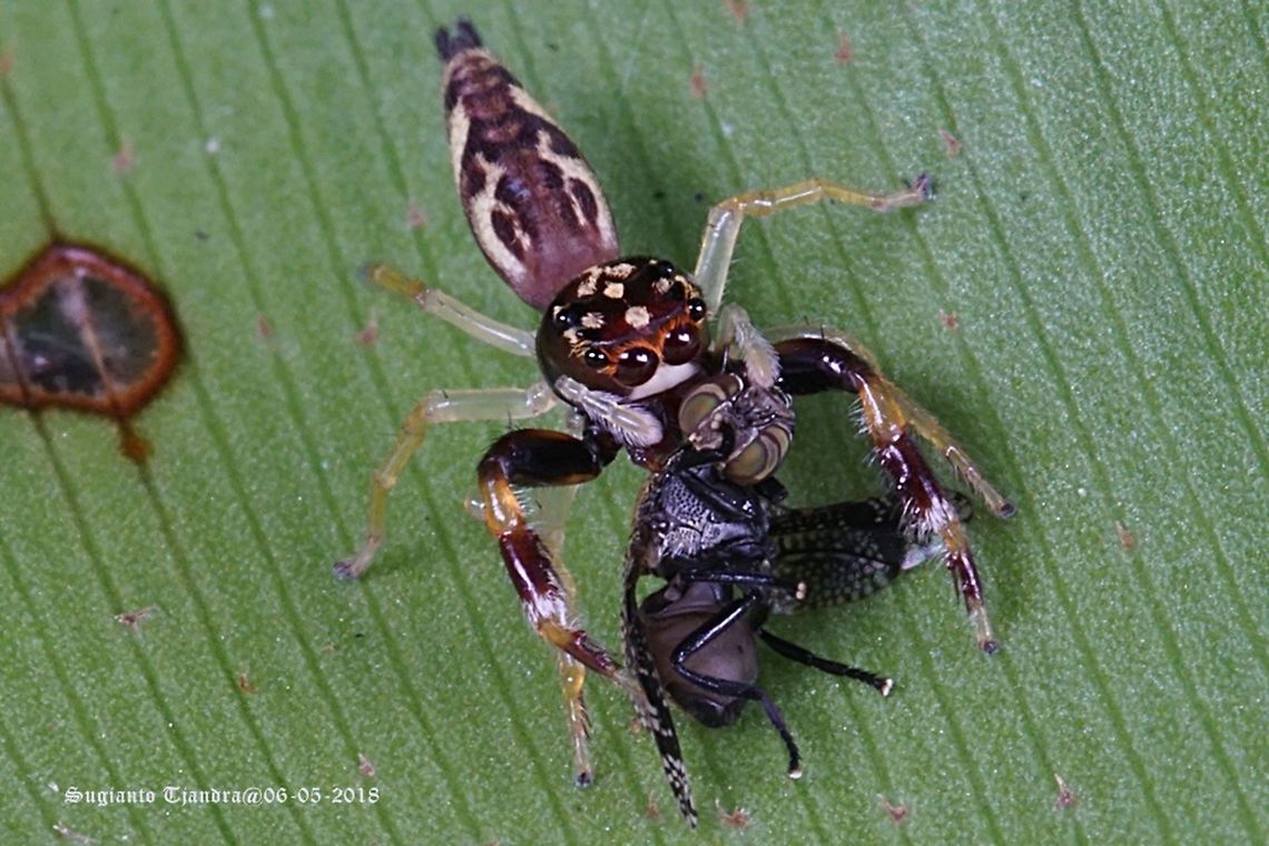 Jumping Spider w/prey  Fall,Geotagged,Indonesia