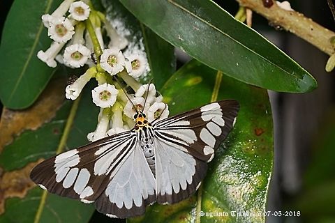 Marbled White Moth/White Tiger Moth, Nyctemera coleta  Fall,Geotagged,Indonesia,Nyctemera coleta,White tiger moth