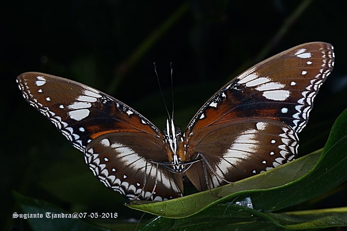 Great Eggfly, Indonesia  Fall,Geotagged,Great Eggfly,Hypolimnas bolina,Indonesia