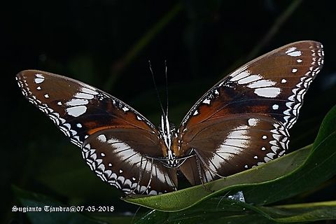 Great Eggfly, Indonesia  Fall,Geotagged,Great Eggfly,Hypolimnas bolina,Indonesia