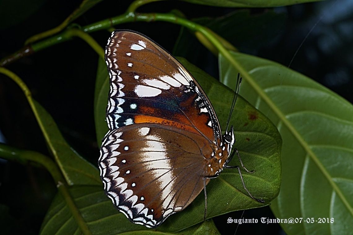 Great Eggfly, Hypolimnas bolina, Male  Fall,Geotagged,Great Eggfly,Hypolimnas bolina,Indonesia