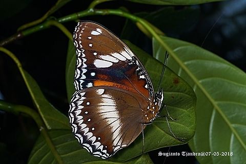 Great Eggfly, Hypolimnas bolina, Male  Fall,Geotagged,Great Eggfly,Hypolimnas bolina,Indonesia