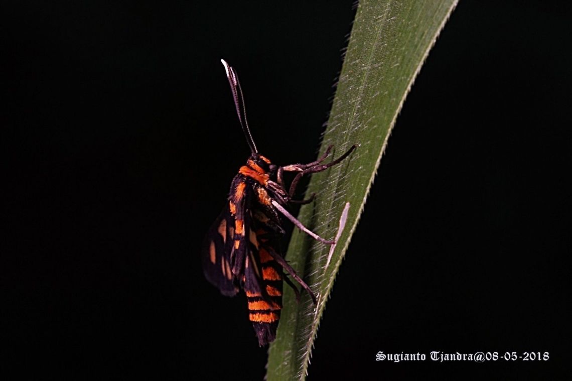 The Hübner's Wasp Moth, Amata huebneri, Arctiidae Sp.  Amata huebneri,Fall,Geotagged,Hübner's Wasp Moth,Indonesia