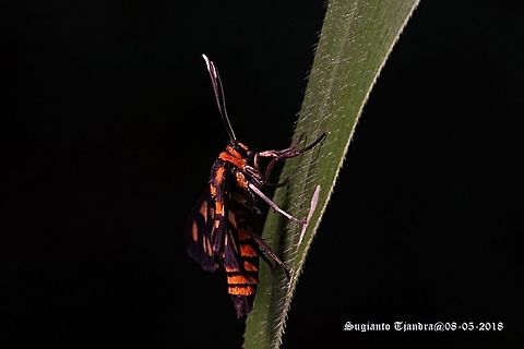 The Hübner's Wasp Moth, Amata huebneri, Arctiidae Sp.  Amata huebneri,Fall,Geotagged,Hübner's Wasp Moth,Indonesia