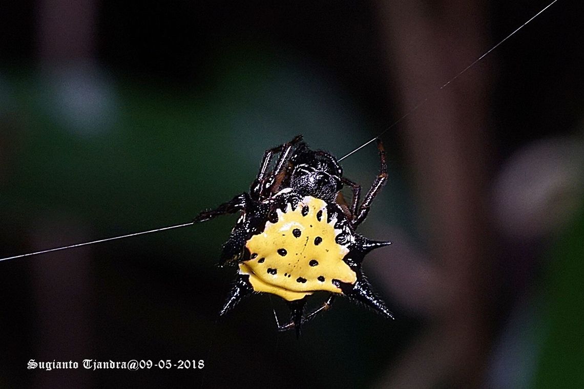 Hasselt's spiny spider, Gasteracantha hasselti, Araneidae Sp.  Fall,Gasteracantha hasselti,Geotagged,Indonesia