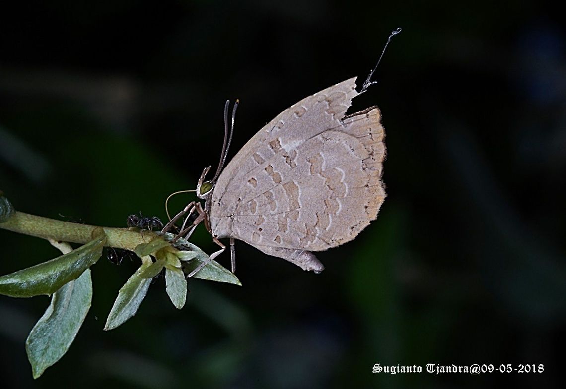 Lycaenidae Butterfly  Fall,Geotagged,Indonesia