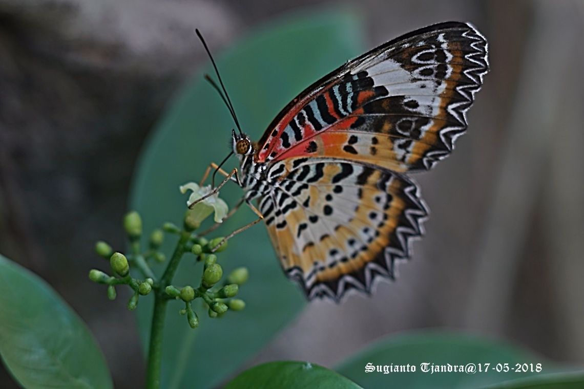 Leopard lacewing, Cethosia cyane, Heliconiine Butterfly Sp.  Cethosia cyane,Geotagged,Leopard Lacewing,Spring,Vietnam