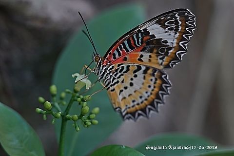 Leopard lacewing, Cethosia cyane, Heliconiine Butterfly Sp.  Cethosia cyane,Geotagged,Leopard Lacewing,Spring,Vietnam