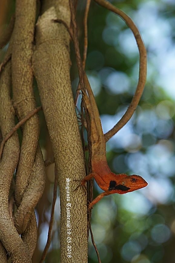 Oriental garden lizard, Calotes versicolor  Calotes versicolor,Geotagged,Oriental Garden Lizard,Spring,Vietnam