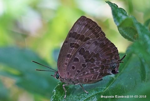 Vinous Oakblue, Arhopala athada, athada Sp.  Arhopala athada,Geotagged,Spring,Vietnam,Vinous Oakblue