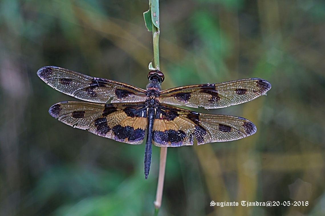 Variegated Flutterer Dragonfly, Rhyothemis variegata  Common picture wing,Geotagged,Rhyothemis variegata,Spring,Vietnam