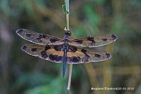 Variegated Flutterer Dragonfly, Rhyothemis variegata  Common picture wing,Geotagged,Rhyothemis variegata,Spring,Vietnam