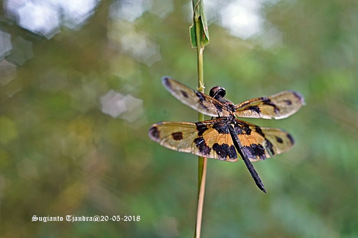 Variegated Flutterer Dragonfly, Rhyothemis variegata  Common picture wing,Geotagged,Rhyothemis variegata,Spring,Vietnam