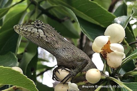 False Garden Lizard, Pseudocalotes larutensis (????)  Geotagged,Spring,Vietnam