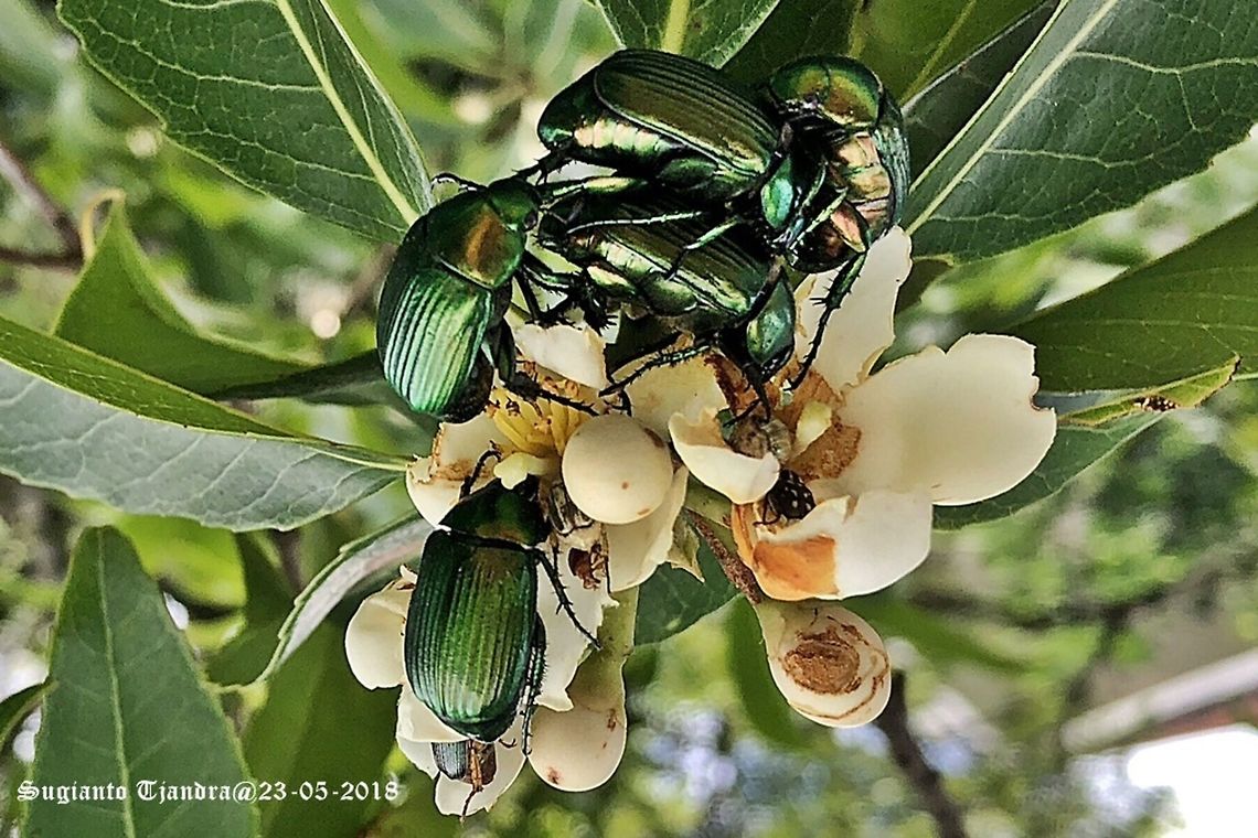Green metallic flower beetles (Scarabaeidae Sp)  Geotagged,Spring,Vietnam