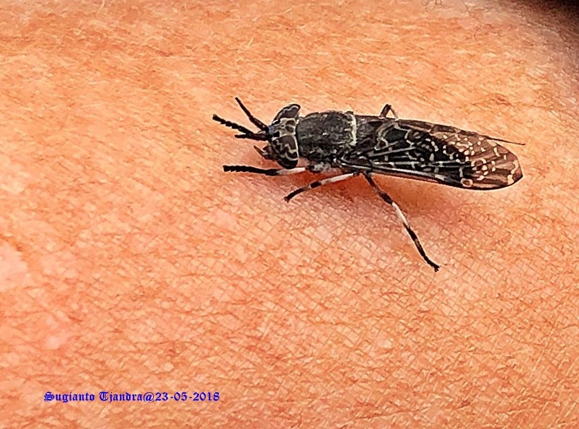 Horse fly, Notch-horned Cleg  Geotagged,Spring,Vietnam
