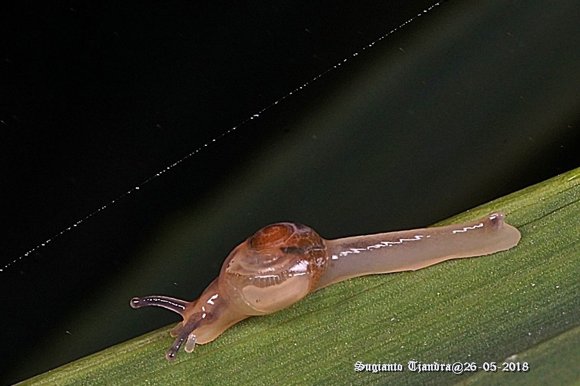 Soft shell garden snail  Fall,Geotagged,Indonesia