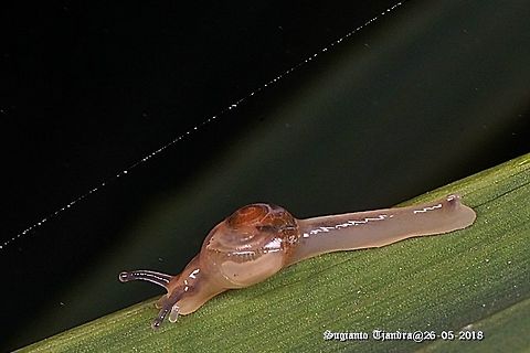 Soft shell garden snail  Fall,Geotagged,Indonesia