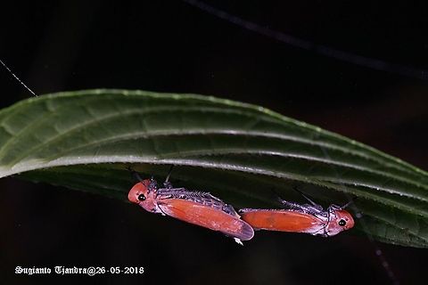 Orange leafhopper, Bothrogonia - mating  Fall,Geotagged,Indonesia