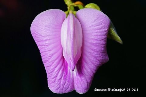 Butterfly pea flower, Centrosema Sp.  Fall,Geotagged,Indonesia