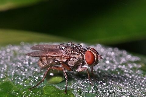 Unknown fly??? Fruit fly, Drosophilidae Sp. (???)  Fall,Geotagged,Indonesia