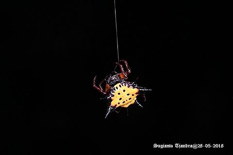 Hasselt's spiny spider, Gasteracantha hasselti, Araneidae Sp  Fall,Gasteracantha hasselti,Geotagged,Hasselt's spiny spider,Indonesia