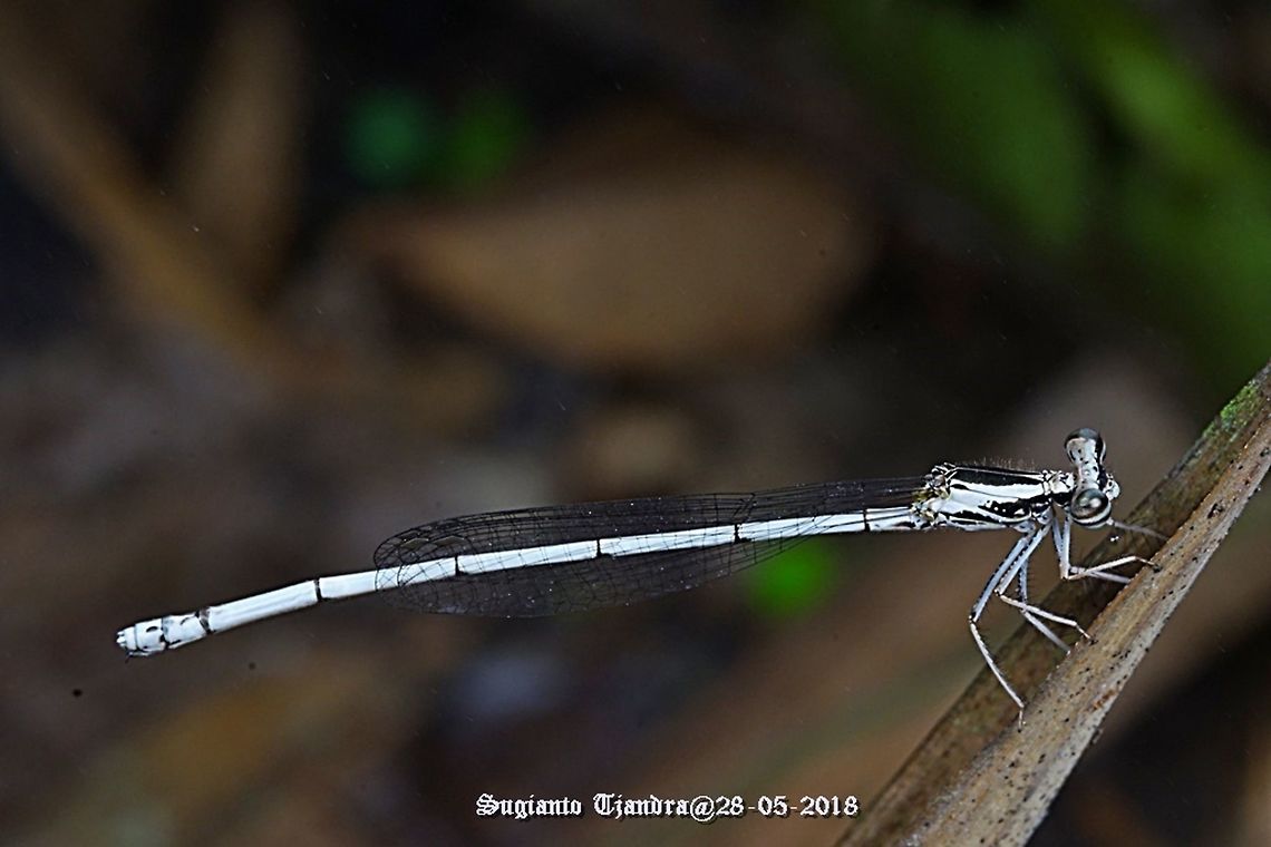 Yellow Bush Dart - Female, Copera marginipes Sp, family of Platycnemididae  Copera marginipes,Fall,Geotagged,Indonesia,Yellow bush dart