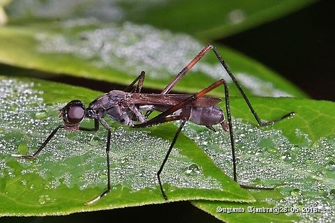 Stilt-legged fly, Micropezidae Sp  Fall,Geotagged,Indonesia