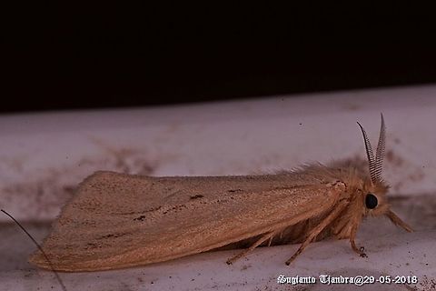 Moth  Fall,Geotagged,Indonesia