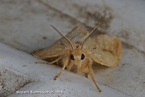 Moth  Fall,Geotagged,Indonesia
