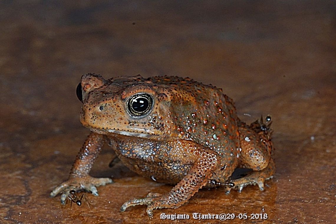 Land frog  Asian Common Toad,Duttaphrynus melanostictus,Fall,Geotagged,Indonesia