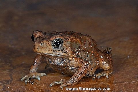 Land frog  Asian Common Toad,Duttaphrynus melanostictus,Fall,Geotagged,Indonesia