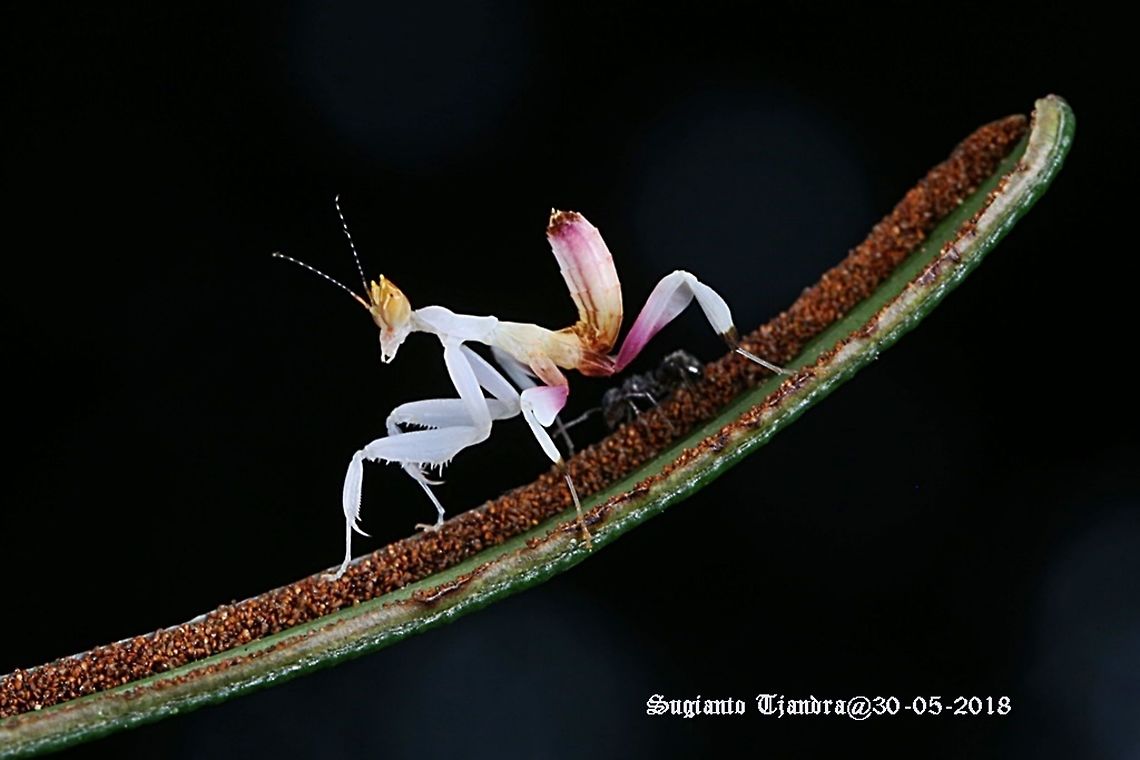 Orchid Mantis, Hymenopus coronatus  Fall,Geotagged,Hymenopus coronatus,Indonesia,Malaysian Orchid Mantis